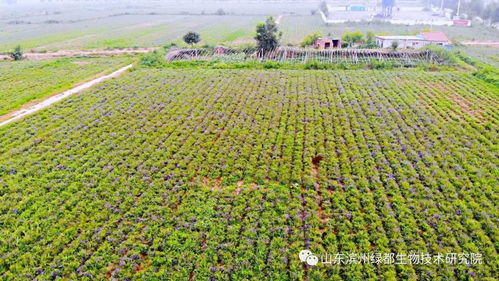 双招双引共建科研基地，中药康养促进乡村振兴