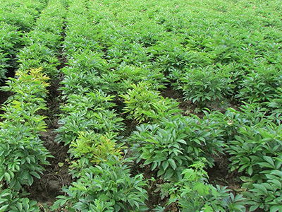 云南优质丹参种植与亳州印开中药材技术咨询