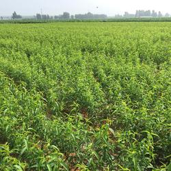 乾纳瑞农业科技 桃树苗与中草药科技融合的专业咨询平台