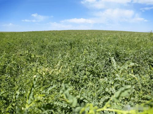 家庭农场成农民增收致富新亮点 中草药科技引领乡村振兴