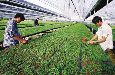 大学情侣返乡创业，中草药科技咨询年入百万的传奇