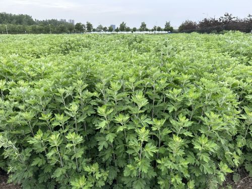 强化科技支撑，从源头提升中药材质量——河南省农科院中药材研究所技术咨询服务探索