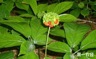 西洋参主要病害的症状及防治要点