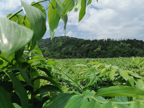 科研机构与中医药产业联姻 祁门县以中草药科技咨询力促高质量发展
