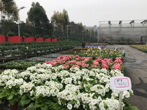 温江花卉产业复苏与中草药科技咨询的双重奏 春回大地，科技赋能
