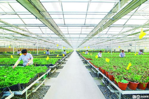 做足医药康养产业链文章 德州庆云全力打造环渤海康养高地——聚焦中草药科技领域技术咨询的实践与展望